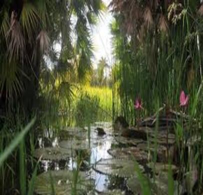 Jardin Botanico de las Tunas